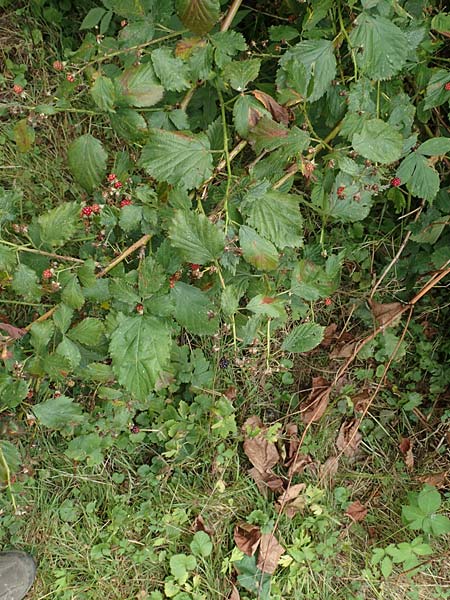 Rubus keilianus ? \ M�lheimer Haselblatt-Brombeere / Muelheim Bramble, Keil's Bramble, D Herne 27.7.2019