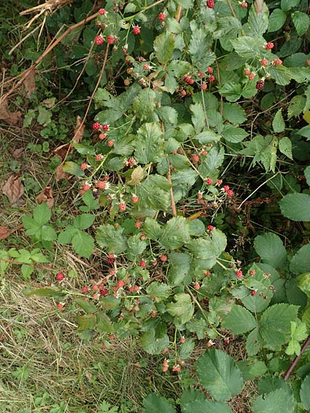 Rubus keilianus ? \ M�lheimer Haselblatt-Brombeere / Muelheim Bramble, Keil's Bramble, D Herne 27.7.2019