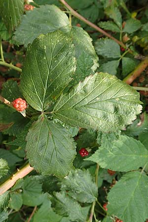 Rubus keilianus ? \ M�lheimer Haselblatt-Brombeere / Muelheim Bramble, Keil's Bramble, D Herne 27.7.2019