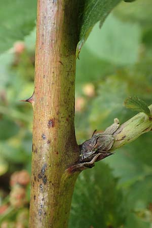 Rubus keilianus ? \ M�lheimer Haselblatt-Brombeere / Muelheim Bramble, Keil's Bramble, D Herne 27.7.2019
