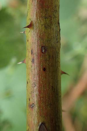 Rubus keilianus ? \ M�lheimer Haselblatt-Brombeere / Muelheim Bramble, Keil's Bramble, D Herne 27.7.2019