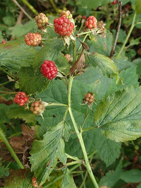 Rubus keilianus ? \ M�lheimer Haselblatt-Brombeere / Muelheim Bramble, Keil's Bramble, D Herne 27.7.2019