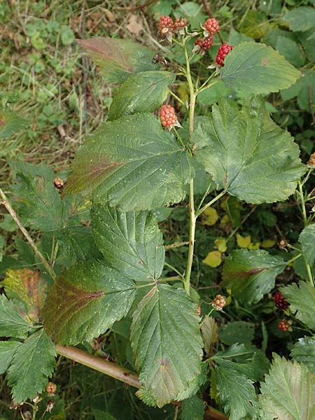 Rubus keilianus ? \ M�lheimer Haselblatt-Brombeere / Muelheim Bramble, Keil's Bramble, D Herne 27.7.2019
