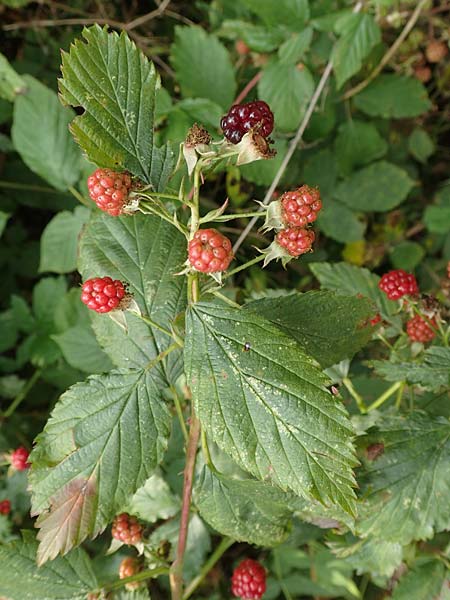 Rubus keilianus ? \ M�lheimer Haselblatt-Brombeere / Muelheim Bramble, Keil's Bramble, D Herne 27.7.2019