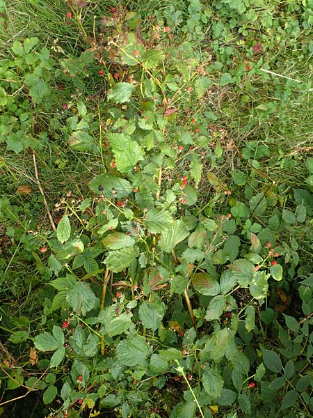 Rubus keilianus ? \ M�lheimer Haselblatt-Brombeere / Muelheim Bramble, Keil's Bramble, D Herne 27.7.2019