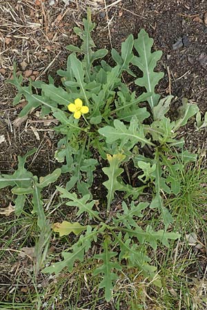 Diplotaxis tenuifolia \ Schmalbl�ttriger Doppelsame, Ruccola / Perennial Wall Rocket, D Ludwigshafen 8.6.2021