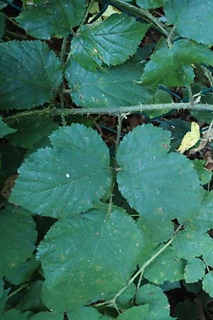 Rubus klimmekianus ? \ Klimmek-Brombeere / Klimmek's Bramble, D Windeck-Hurst-Bach 5.9.2021