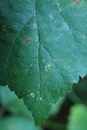 Rubus klimmekianus ? \ Klimmek-Brombeere / Klimmek's Bramble, D Windeck-Hurst-Bach 5.9.2021