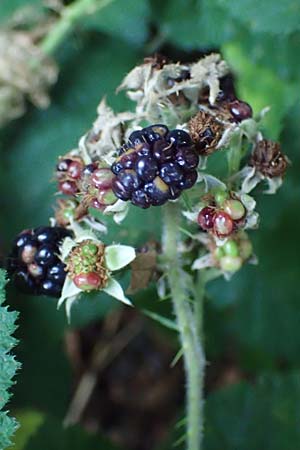 Rubus klimmekianus ? \ Klimmek-Brombeere / Klimmek's Bramble, D Windeck-Hurst-Bach 5.9.2021