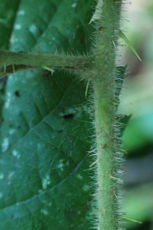 Rubus klimmekianus ? \ Klimmek-Brombeere / Klimmek's Bramble, D Windeck-Hurst-Bach 5.9.2021