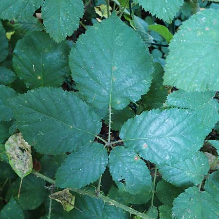 Rubus klimmekianus ? \ Klimmek-Brombeere / Klimmek's Bramble, D Windeck-Hurst-Bach 5.9.2021