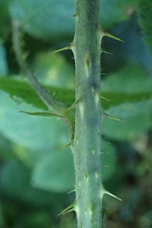 Rubus klimmekianus ? \ Klimmek-Brombeere / Klimmek's Bramble, D Windeck-Hurst-Bach 5.9.2021