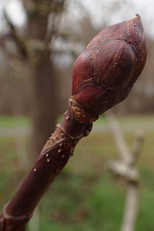 Aesculus hippocastanum \ Ross-Kastanie / Horse Chestnut, D Mannheim 20.1.2023