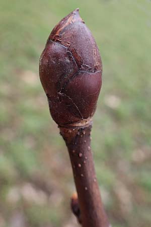 Aesculus hippocastanum \ Ross-Kastanie / Horse Chestnut, D Mannheim 20.1.2023