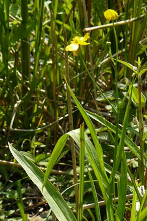 Ranunculus lingua \ Zungen-Hahnenfu� / Greater Spearwort, D Mainz 30.6.2012