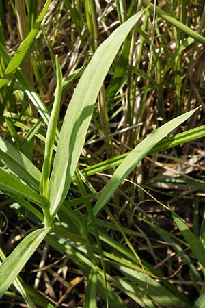 Ranunculus lingua \ Zungen-Hahnenfu� / Greater Spearwort, D Mainz 30.6.2012