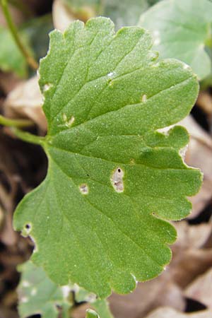 Ranunculus lucorum \ Hain-Gold-Hahnenfu� / Grove Goldilocks, D Schwetzingen 13.4.2015