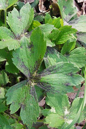 Ranunculus lanuginosus \ Wolliger Hahnenfu� / Woolly-Leaved Buttercup, D Gernsheim 17.4.2015