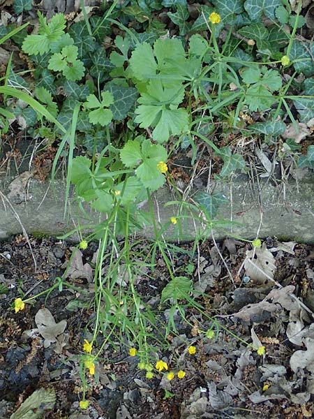 Ranunculus lucorum \ Hain-Gold-Hahnenfu� / Grove Goldilocks, D Sinsheim 6.5.2016