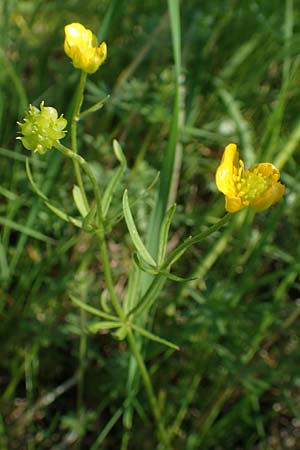 Ranunculus lucorum \ Hain-Gold-Hahnenfu� / Grove Goldilocks, D Sinsheim 6.5.2016