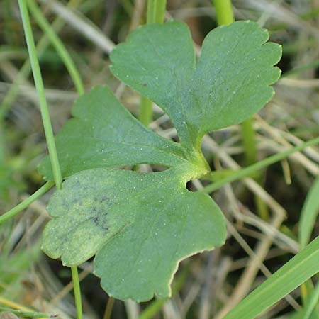 Ranunculus lucorum \ Hain-Gold-Hahnenfu� / Grove Goldilocks, D Sinsheim 6.5.2016