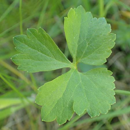Ranunculus lucorum \ Hain-Gold-Hahnenfu� / Grove Goldilocks, D Sinsheim 6.5.2016