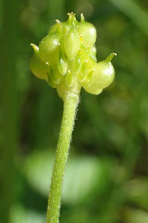Ranunculus lucorum \ Hain-Gold-Hahnenfu� / Grove Goldilocks, D Sinsheim 6.5.2016