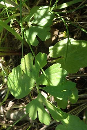 Ranunculus lucorum \ Hain-Gold-Hahnenfu� / Grove Goldilocks, D Sinsheim 6.5.2016