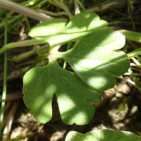 Ranunculus lucorum \ Hain-Gold-Hahnenfu� / Grove Goldilocks, D Sinsheim 6.5.2016