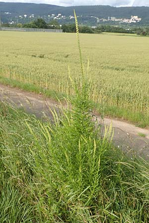 Reseda luteola \ F�rber-Resede, Gelber Wau / Weld, D Sandhausen 16.6.2016