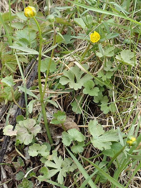 Ranunculus lommersdorfensis \ Lommersdorfer Gold-Hahnenfu� / Lommersdorf Goldilocks, D Blankenheim-Lommersdorf 22.4.2017