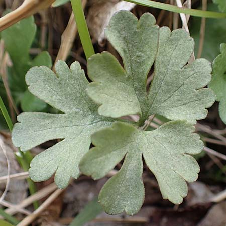 Ranunculus lommersdorfensis \ Lommersdorfer Gold-Hahnenfu� / Lommersdorf Goldilocks, D Blankenheim-Lommersdorf 22.4.2017