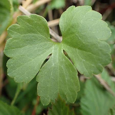 Ranunculus lommersdorfensis \ Lommersdorfer Gold-Hahnenfu� / Lommersdorf Goldilocks, D Blankenheim-Lommersdorf 22.4.2017