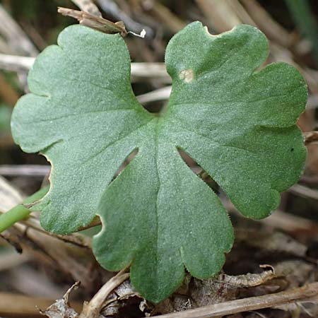 Ranunculus lommersdorfensis \ Lommersdorfer Gold-Hahnenfu� / Lommersdorf Goldilocks, D Blankenheim-Lommersdorf 22.4.2017