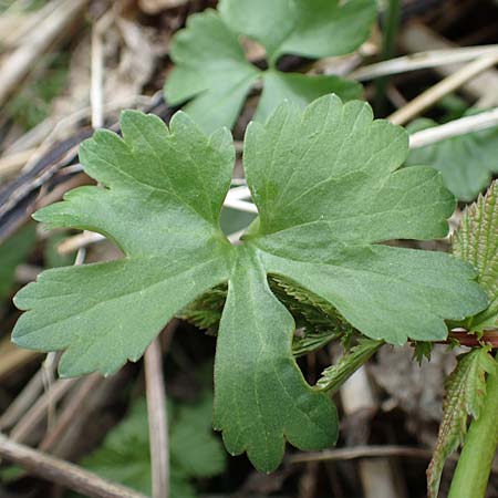 Ranunculus lommersdorfensis \ Lommersdorfer Gold-Hahnenfu� / Lommersdorf Goldilocks, D Blankenheim-Lommersdorf 22.4.2017