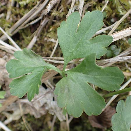 Ranunculus lommersdorfensis \ Lommersdorfer Gold-Hahnenfu� / Lommersdorf Goldilocks, D Blankenheim-Lommersdorf 22.4.2017