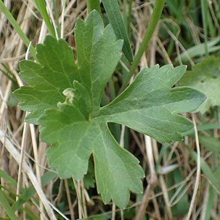 Ranunculus lommersdorfensis \ Lommersdorfer Gold-Hahnenfu� / Lommersdorf Goldilocks, D Blankenheim-Lommersdorf 22.4.2017