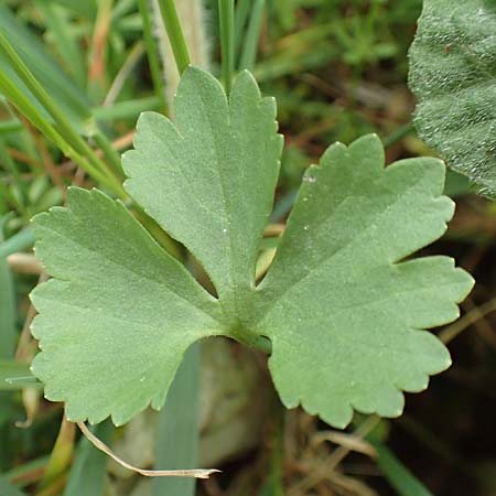 Ranunculus lommersdorfensis \ Lommersdorfer Gold-Hahnenfu� / Lommersdorf Goldilocks, D Blankenheim-Lommersdorf 22.4.2017