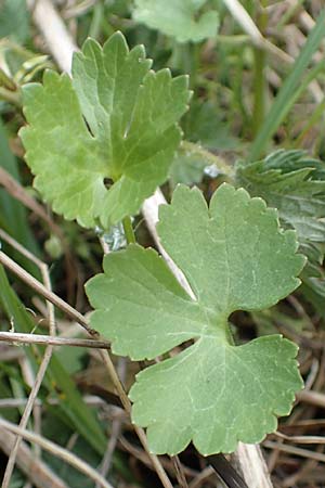 Ranunculus lommersdorfensis \ Lommersdorfer Gold-Hahnenfu� / Lommersdorf Goldilocks, D Blankenheim-Lommersdorf 22.4.2017