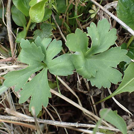 Ranunculus lommersdorfensis \ Lommersdorfer Gold-Hahnenfu� / Lommersdorf Goldilocks, D Blankenheim-Lommersdorf 22.4.2017