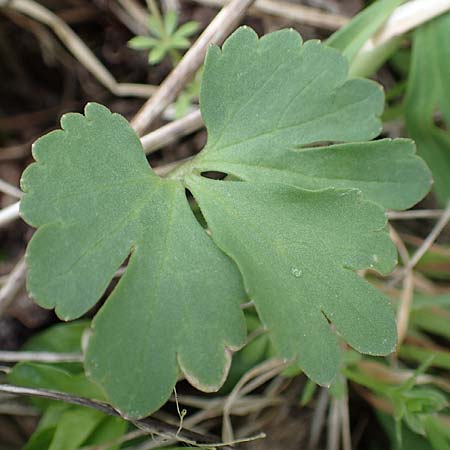 Ranunculus lommersdorfensis \ Lommersdorfer Gold-Hahnenfu� / Lommersdorf Goldilocks, D Blankenheim-Lommersdorf 22.4.2017