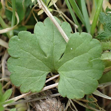 Ranunculus lommersdorfensis \ Lommersdorfer Gold-Hahnenfu� / Lommersdorf Goldilocks, D Blankenheim-Lommersdorf 22.4.2017