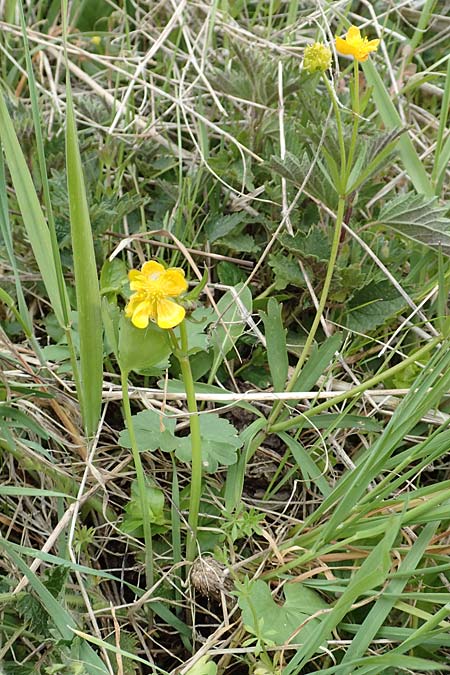 Ranunculus lommersdorfensis \ Lommersdorfer Gold-Hahnenfu� / Lommersdorf Goldilocks, D Blankenheim-Lommersdorf 22.4.2017