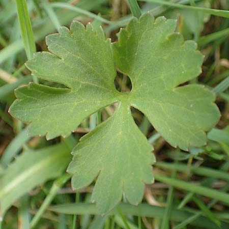 Ranunculus lommersdorfensis \ Lommersdorfer Gold-Hahnenfu� / Lommersdorf Goldilocks, D Blankenheim-Lommersdorf 22.4.2017