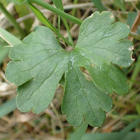Ranunculus lommersdorfensis \ Lommersdorfer Gold-Hahnenfu� / Lommersdorf Goldilocks, D Blankenheim-Lommersdorf 22.4.2017