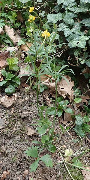 Ranunculus lyngsbergianus \ Lyngsberg-Gold-Hahnenfu� / Lyngsberg Goldilocks, D Bonn 23.4.2017