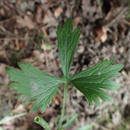 Ranunculus lyngsbergianus \ Lyngsberg-Gold-Hahnenfu� / Lyngsberg Goldilocks, D Bonn 23.4.2017