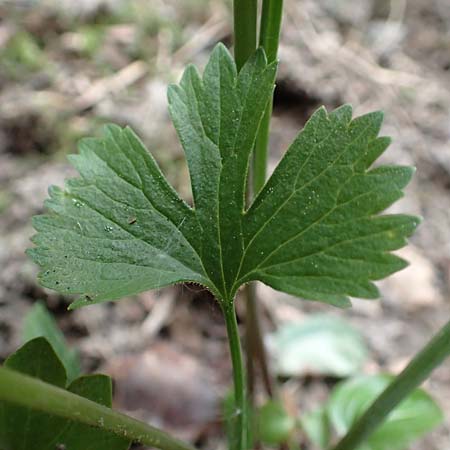Ranunculus lyngsbergianus \ Lyngsberg-Gold-Hahnenfu� / Lyngsberg Goldilocks, D Bonn 23.4.2017