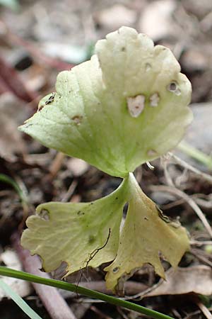Ranunculus lyngsbergianus \ Lyngsberg-Gold-Hahnenfu� / Lyngsberg Goldilocks, D Bonn 23.4.2017