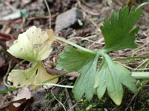 Ranunculus lyngsbergianus \ Lyngsberg-Gold-Hahnenfu� / Lyngsberg Goldilocks, D Bonn 23.4.2017